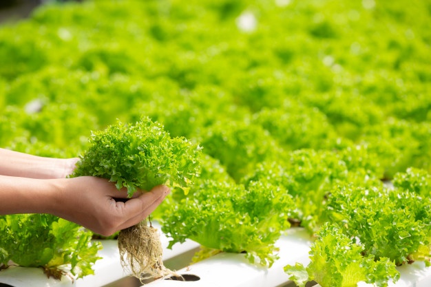 What Is Herb Farming