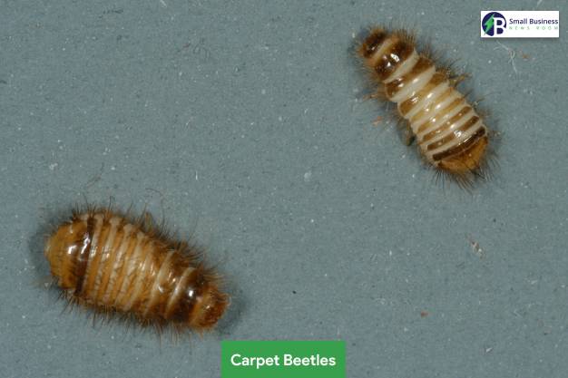 Carpet Beetles