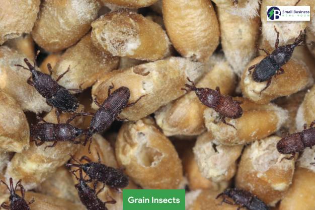 Grain Insects