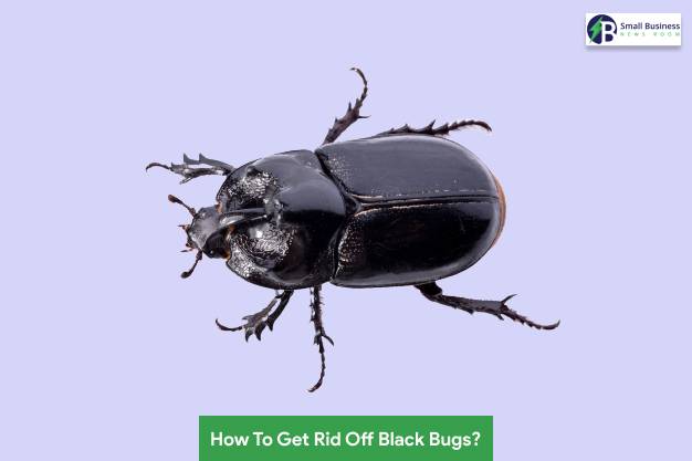 How To Get Rid Off Black Bugs