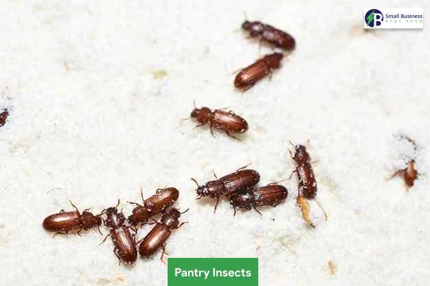 Pantry Insects