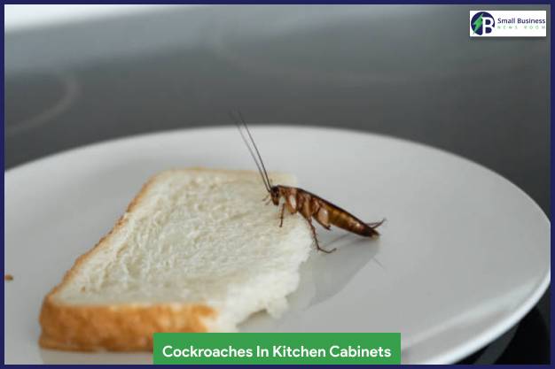 Cockroaches In Kitchen Cabinets