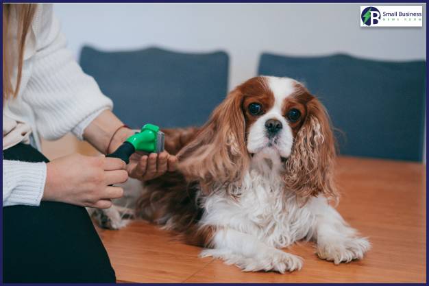 Necessary Equipment For Pet Sitting