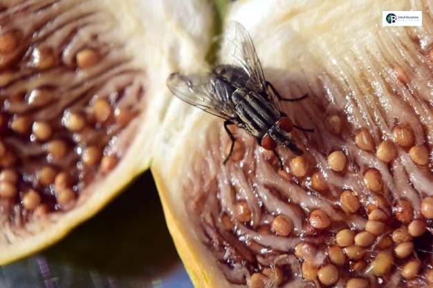 how to get rid of fruit flies