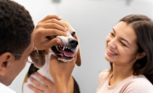 Oral Health Insurance For Pets