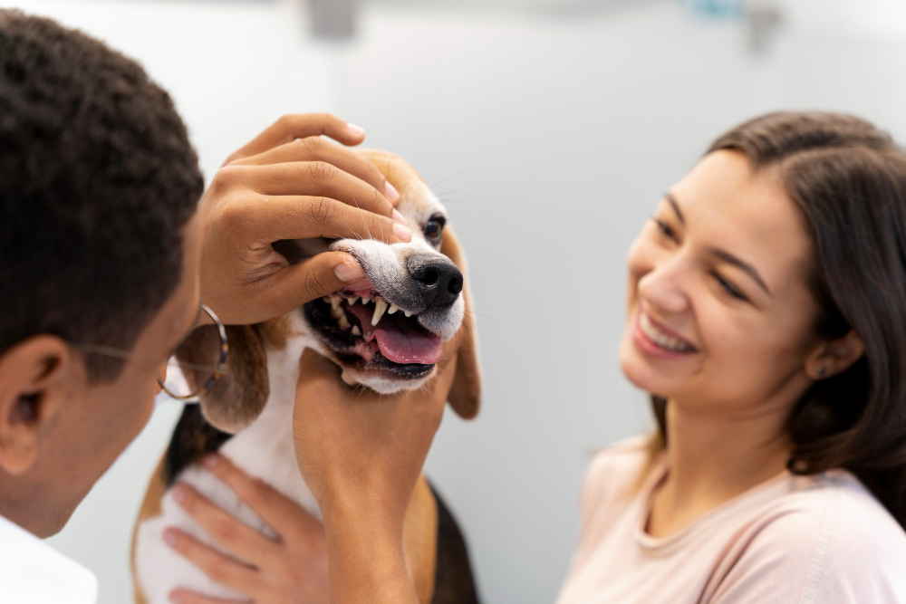 Oral Health Insurance For Pets