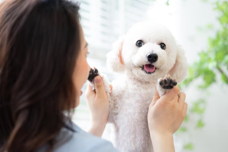 Pets Need Oral Health Insurance
