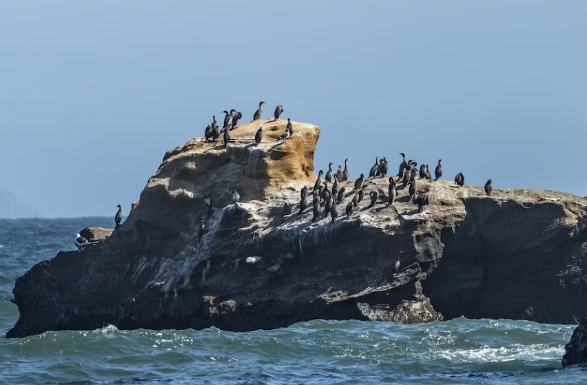 The Natural Wonders Of Montague Island