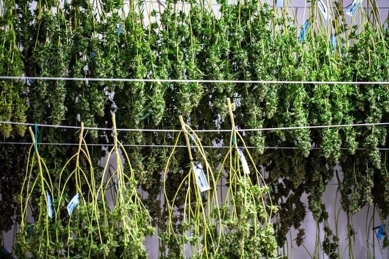 Drying Cannabis